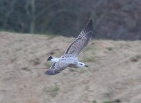 0963 YL Gull 25Nov19.jpg