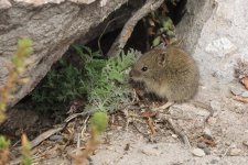 Mouse sp_Lauca NP.JPG