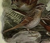 Lincoln sparrow.jpg