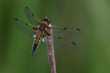 20190523 (7)_Four-spotted_Chaser.JPG