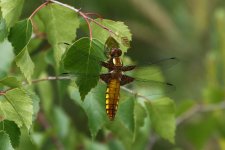 20190523 (12)_Broad-bodied_Chaser.JPG