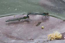 20190530 (9)_Red-eyed_Damselfly.JPG