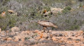 Buzzard Fuerteventura 7.jpg