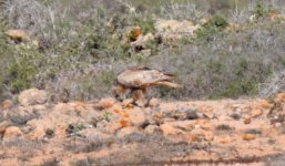 Buzzard Fuerteventura 8.jpg