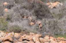 Buzzard Fuerteventura 9.jpg