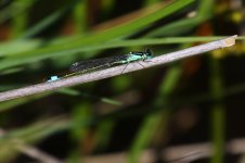 20190606 (6)_Blue-tailed_Damselfly.JPG