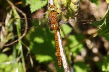 20190622 (21)_Norfolk_Hawker.JPG