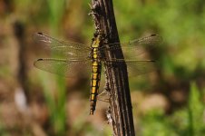 20190627 (19)_Black-tailed_Skimmer.JPG