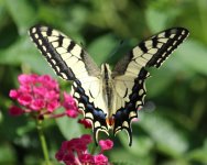 105A7647 butterfly.jpg