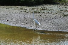 BF Great Egret thread.jpg