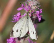 Butterfly - Cabbage White - Greece Skafidia - 19Sep19 - 06-8059.jpg