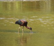 BF Glossy Ibis thread.jpg