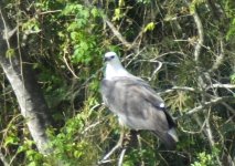 BF White-bellied Sea Eagle.jpg