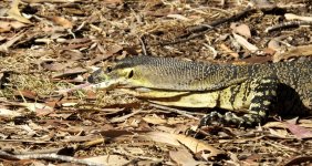 BF Tree Monitor tongue thread.jpg