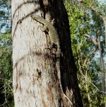 BF Tree Monitor climbing thread.jpg