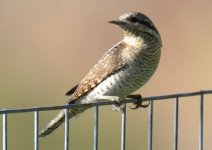 Wryneck Jynx torquilla Haramida 220919 cc Vaggelis Spatharis 1.1.JPG