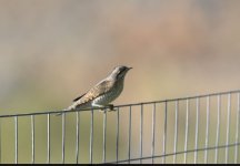 Wryneck Jynx torquilla Haramida 220919 cc Vaggelis Spatharis‎.JPG