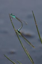 20190706 (43)_Scarce_Blue-tailed_Damselfly.JPG