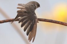 Grey-throated Sand Martin (03) - Copy.jpg