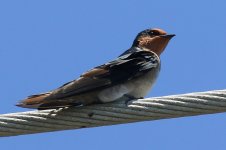 Pacific Swallow (01) - Copy.JPG