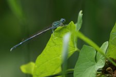 20190711 (8)_White-legged_Damselfly.JPG