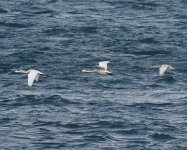 Whooper Swan_Girdle Ness_271019b.jpg