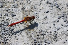 20190716 (3)_Ruddy_Darter.JPG