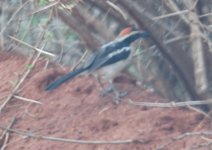 Bush-shrike - Red-naped PJW_3421 crop.jpg