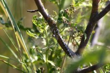 20190723 (1)_Migrant_Hawker.JPG