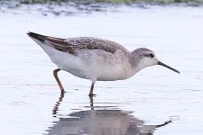 shorebird3.jpg