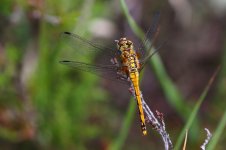 20190728 (5)_Black_Darter.JPG