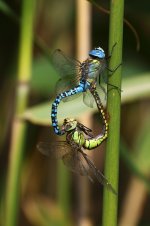 20190803 (19)_Southern_Migrant_Hawker.JPG