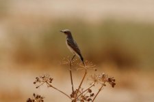 wheatear, Shaumani Reserve, Jordan, 9-2019 v1787.JPG