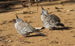 BF Crested Pigeon thread.jpg