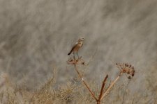 wheatear, Shaumani Reserve, Jordan, 9-2019 v1825.JPG
