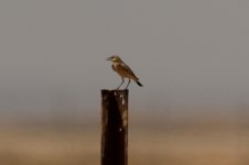 wheatear, Shaumani Reserve, Jordan, 9-2019 v1832.JPG