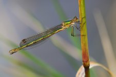 20190803 (42)_Emerald_Damselfly.JPG