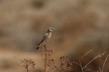wheatear, Shaumani Reserve, Jordan, 9-2019 v1843.JPG