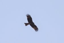 Black kite, Azraq Wetland Reserve, Jordan, 9-2019 v1696.JPG