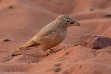 Finch, Wadi Rum, Jordan 9-2019 v2189 v3.JPG