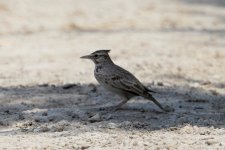 Lark, Azraq Wetland Reserve, Jordan, 9-2019 v1717.JPG