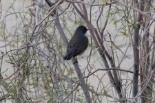 Lesser whitethroat, Petra, Jordan 9-2019 v1893.JPG