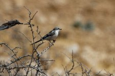 Shrike, Dana Reserve, Jordan, 9-2019 v2311.JPG