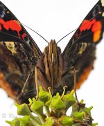 AI red admiral 01 PN lab Edit1.jpg