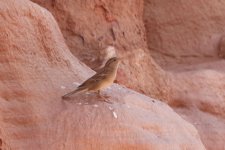 sparrow, Petra, Jordan 9-2019 v1893.JPG