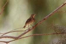 Tree pipit, Shaumani Reserve, Jordan, 9-2019 v1877.JPG