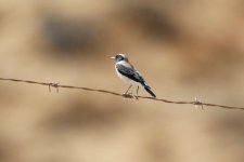 Wheatear, Dana Reserve, Jordan, 9-2019 v2218.JPG