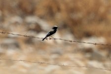 wheatear, Dana Reserve, Jordan, 9-2019 v2319.JPG