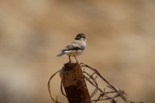 wheatear, Dana Reserve, Jordan, 9-2019 v2322.JPG