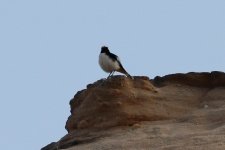 wheatear, Petra, Jordan 9-2019 v1890.JPG